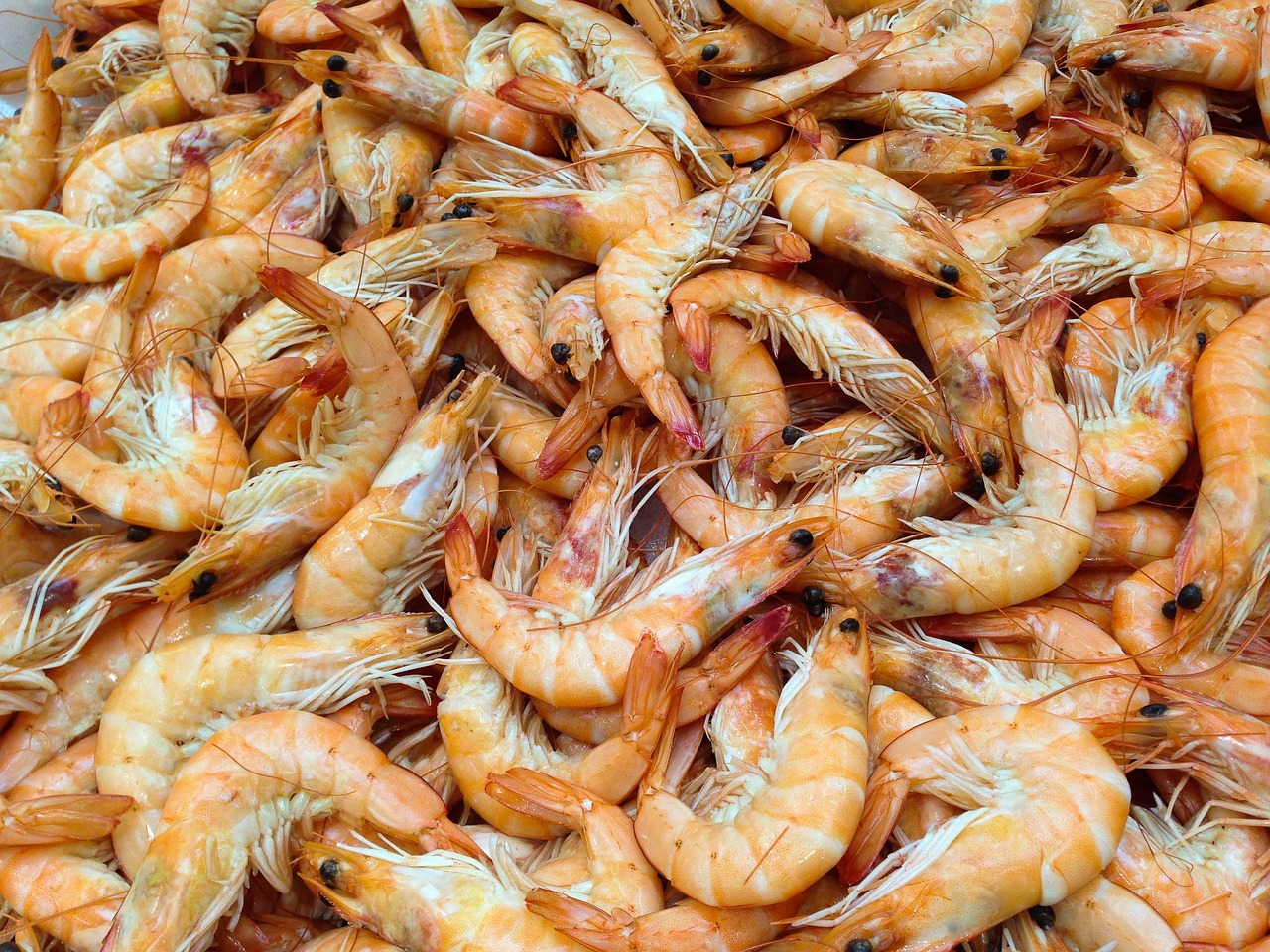 Queues de crevettes